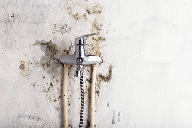 Best Professional Mold Removal  in Frontenac, MO