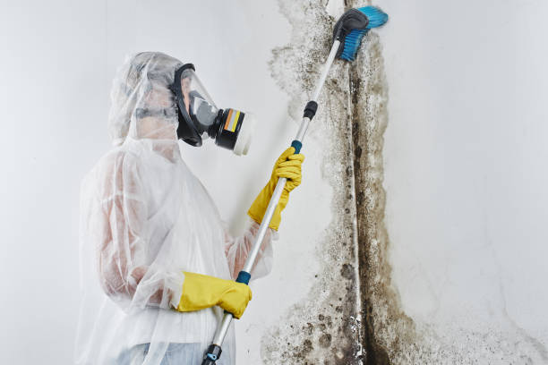 Best Local Mold Removal Service  in Frontenac, MO