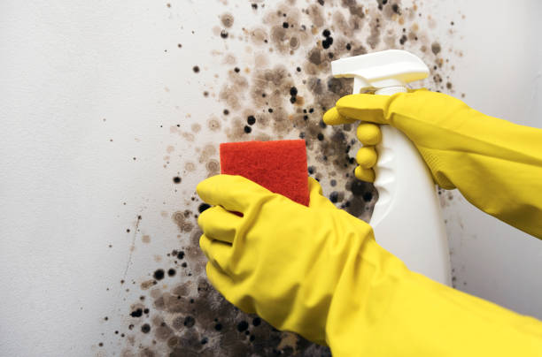 Best Office Mold Removal Services  in Frontenac, MO
